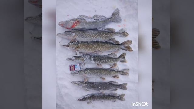Щука на жерлицы,трофейная щука, первый лёд,чучело головы щуки с подсветкой✌ смотреть онлайн
