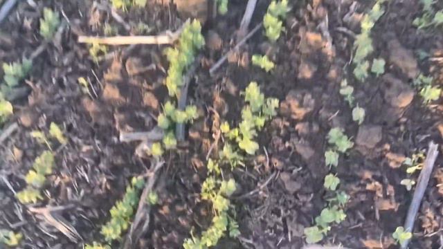 26 лютого 2024 р. Пошкодження зимуючого гороху. Що сталося? смотреть онлайн