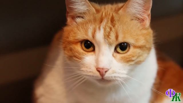 Кошке Веснушке приходилось ПРЯТАТЬ КОТЯТ, пока не появился защитник смотреть онлайн