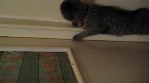 Наказанный котик)