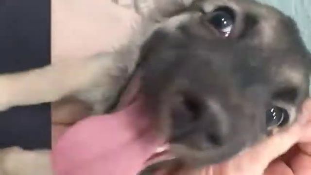 Пристраивается бездомный пёсик!! (Дивногорск) смотреть онлайн