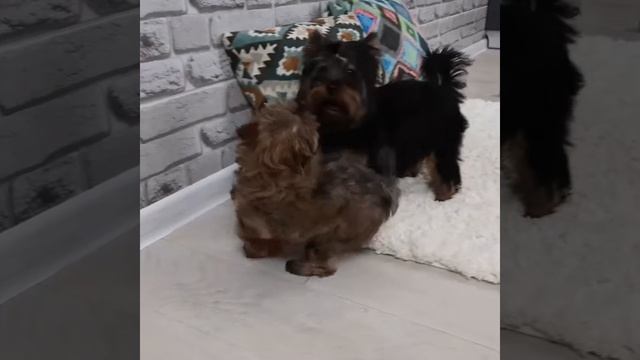 Йорк, цветные Йорки, щенки, собаки, разновидности Йорков, Йорк ocean perl, Снежное Королевство пито смотреть онлайн