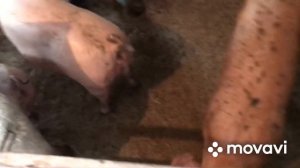 Повторяю от глистов//Бровармектин поросятам оттглистов