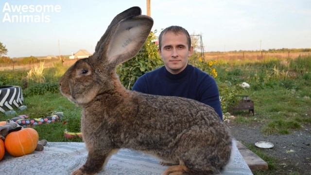 Cute Baby Animals Grow Up ? Interesting Facts смотреть онлайн