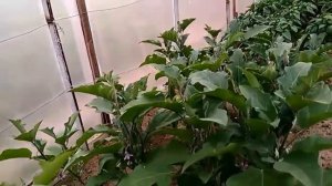 Баклажан, сорт Эпик F1. Урожай дачника. 22.07.17