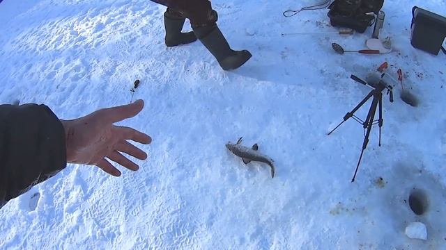 Ловля Чира, сига, нельмы в Подмосковье,как и на что ловить чира смотреть онлайн