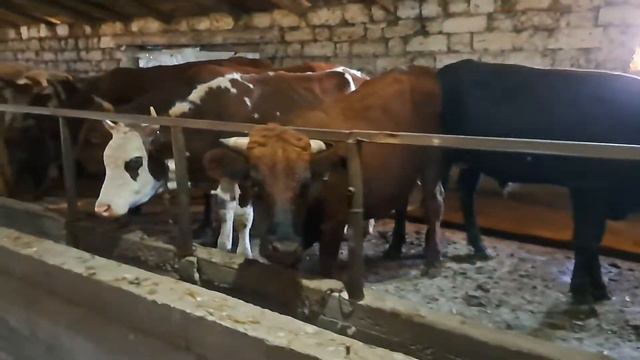 Прыткий Бык дикий на привязи смотреть онлайн
