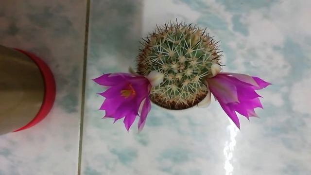 Time Lapse Mammillaria Schumannii