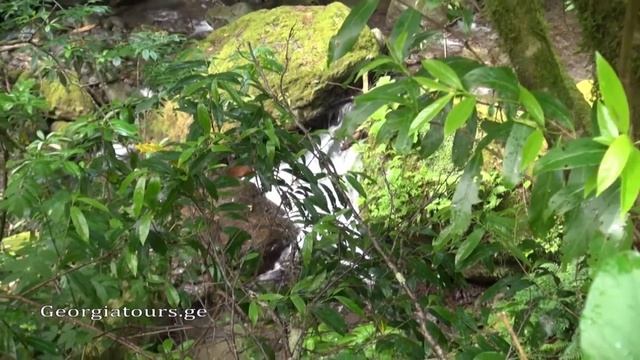 Грузия Аджария национальный парк Мтирала. Georgia Adjara National Park Mtirala смотреть онлайн