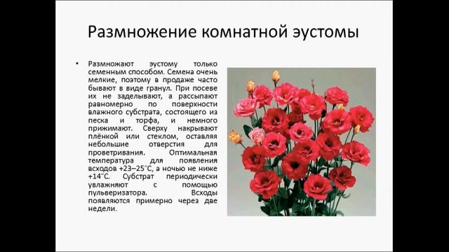 ЭУСТОМА смотреть онлайн