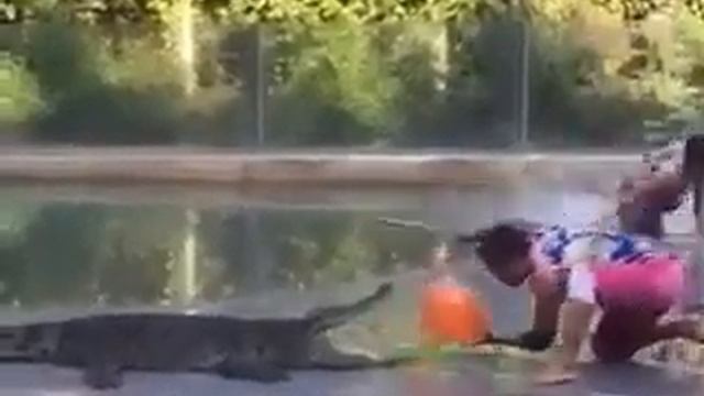 Дрисеровщик крокодилов высадился смотреть онлайн