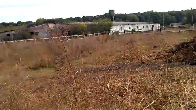 Лошади пасутся. смотреть онлайн