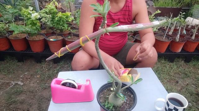 BUNGA Ng ADENIUM Plus: JUPITER (featured Adenium Of The Week)