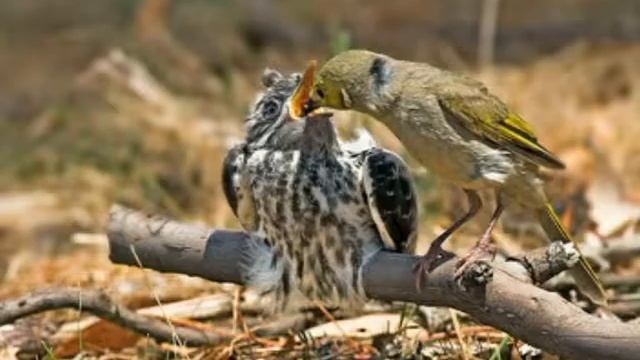 "Кукушка" - Сказки для детей и для взрослых смотреть онлайн