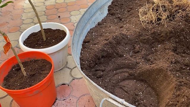 Сюрпризы при пересадке, мучнистый червец, полная замена грунта смотреть онлайн