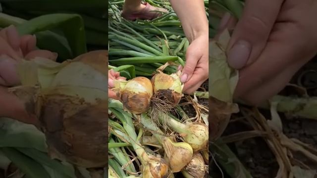 ?Лук Бессоновский. #shorts #лук смотреть онлайн