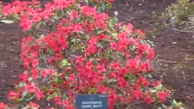 Rhododendron Orange Beauty, Rododendro смотреть онлайн