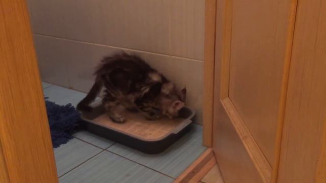 Мейн Кун Шэри сделал своё дело смотреть онлайн