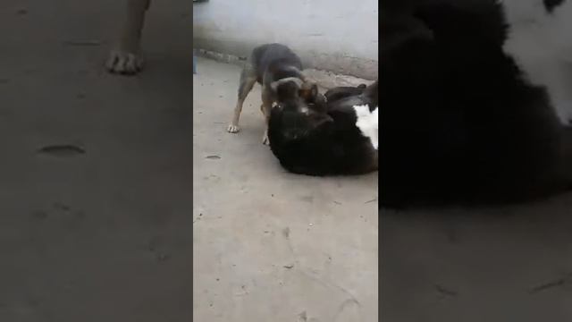 Щенок алабай смотреть онлайн