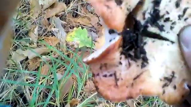 Рыжик, зараженный кирпично-красным гипомецессом!!! смотреть онлайн