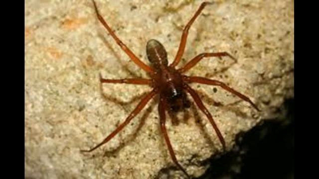 Самые ядовитые и опасные пауки в мире смотреть онлайн