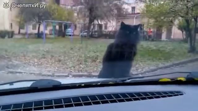 Копия видео "Наглый кот и тёплый капот" смотреть онлайн