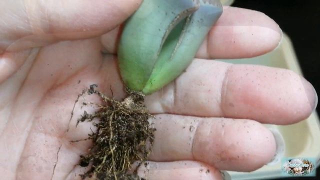 Repotting Lithops | Repotting Your New Or First Lithops Plant | November 2020