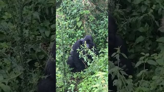Gorilla trek in volcanoes National park смотреть онлайн