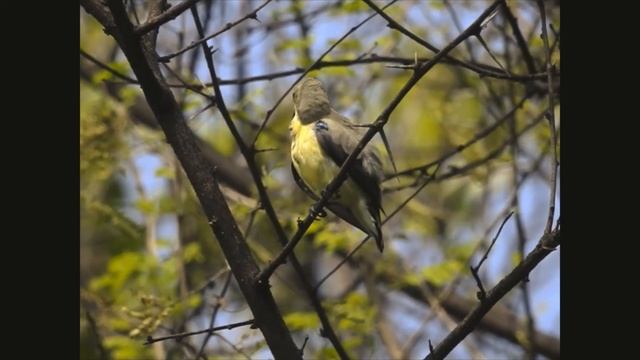 Purple Sunbird Female | Bird Photography | Nikon COOLPIX P900 | Bhopal, MP IND смотреть онлайн