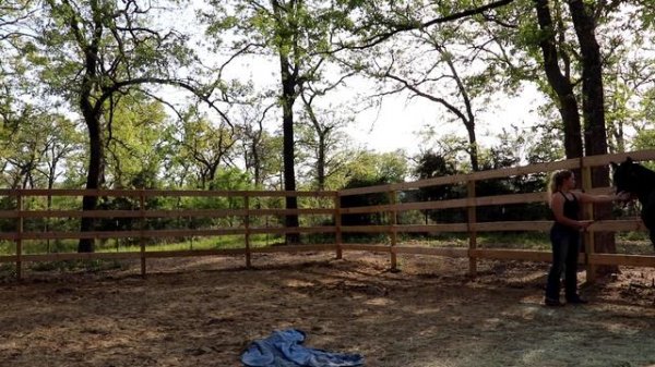 Wild Mustang Day One (part two) | 2021 Oklahoma Extreme Mustang Makeover Ep. 3