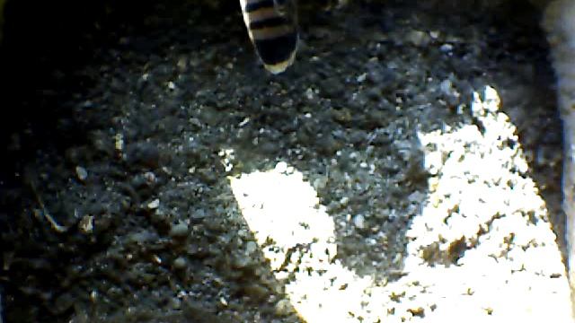 From Internet Camera(Turmfalken[03:1A:A5])2014/06/30,18:35:59_D смотреть онлайн