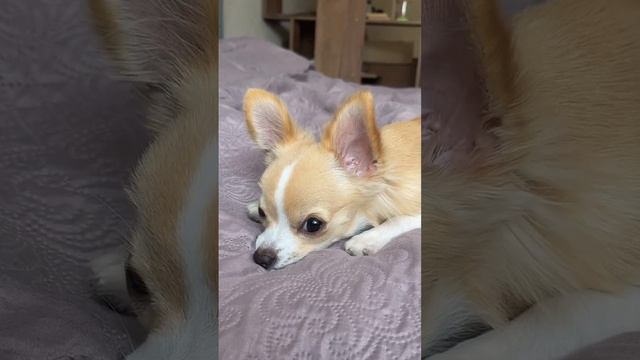 У Барни меняются зубки #чихуахуа #щенок смотреть онлайн