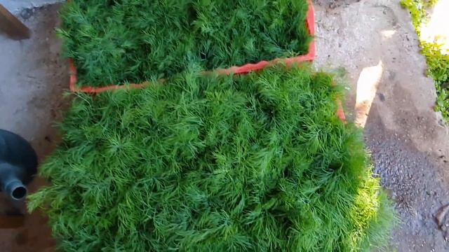 Лето в разгаре, работы хватает) смотреть онлайн