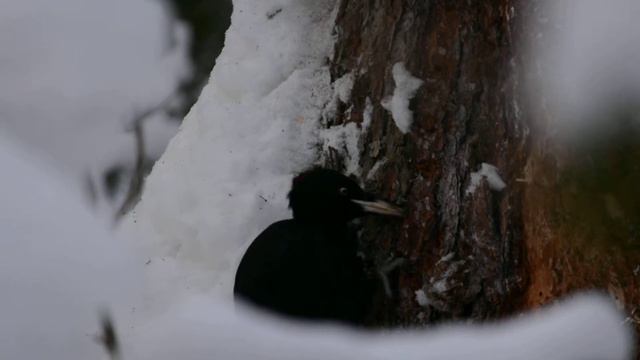Желна , самка , окрестности посёлка Таватуй смотреть онлайн