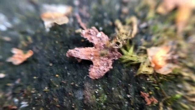 Макро-объектив: осенний лес смотреть онлайн