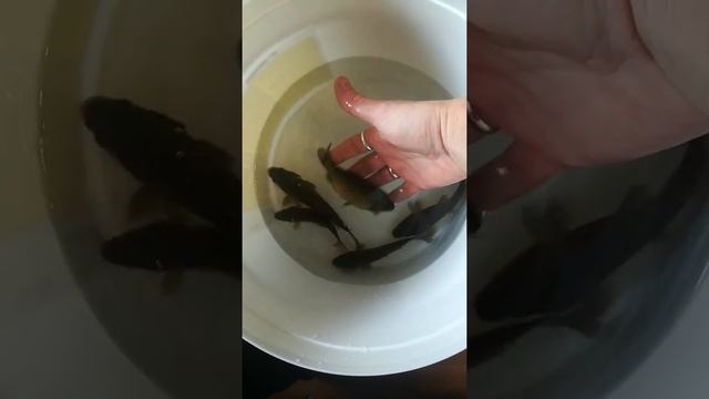 Крепыши-золотые караси?? смотреть онлайн