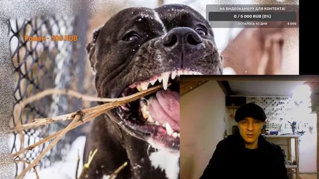 Работа-стрим///Разговоры о нужном и важном///15.02.2022//#apbt#апбт#питбуль/Донат в описании! смотреть онлайн