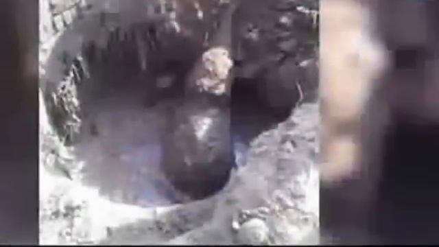 Мать слониха спасает своего детеныша, упавшего в колодец. смотреть онлайн