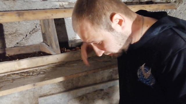 Какая яйценоскость кур Ломан Браун в 6 и 9 месяцев? смотреть онлайн