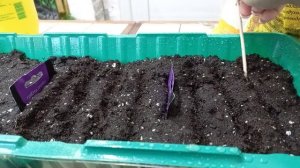 Посев бегонии вечноцветущей ???