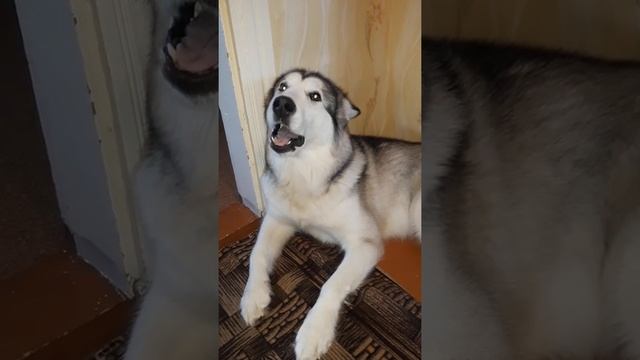 Злой Аляскинский Маламут (часть 2) смотреть онлайн