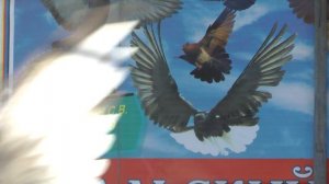 Николаевские голуби. г. САЛЬСК. Ростовская обл. 17.11.2021.г.