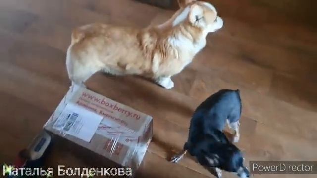 Как живет ЛПХ》В гостях у своего зрителя》Петух в рукаве смотреть онлайн