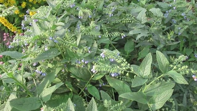 Окопник это и сорняк, и ценное удобрение в саду   #окопник#удобрения#садидача#ютуб#видеоютуб