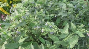 Окопник это и сорняк, и ценное удобрение в саду   #окопник#удобрения#садидача#ютуб#видеоютуб