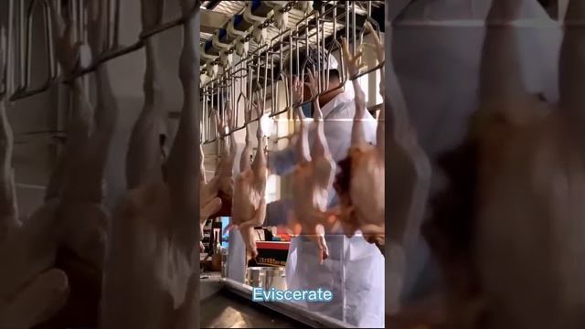 Eviscerate: remove the chickens' viscera смотреть онлайн
