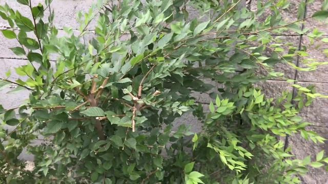 689. Стрижка Карагача. Формирую зеленый забор. Обрезка плетущейся розы. смотреть онлайн