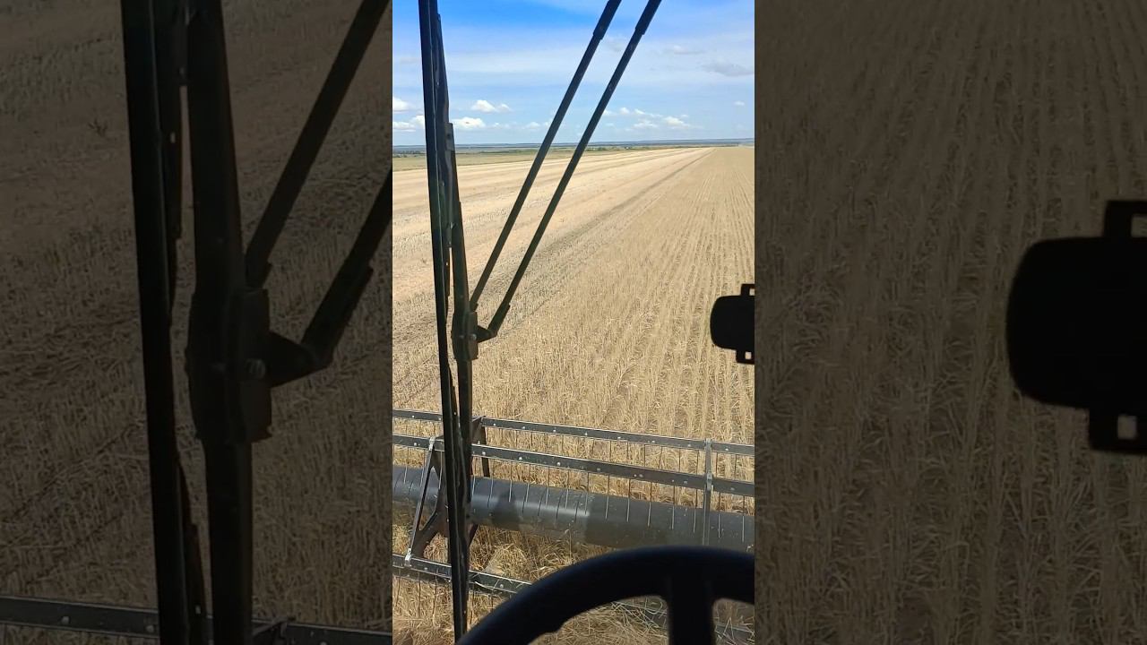 Убрали яровую пшеницу. Урожай 6-8ц #дмитрийгаврилов #dmitrygavrilov #сельскоехозяйство смотреть онлайн