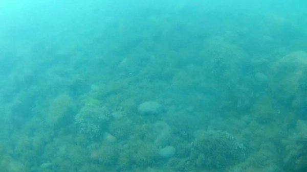 Медуза аурелия ушастая. Aurelia aurita