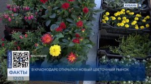 Новый цветочный рынок открылся на въезде в Краснодар